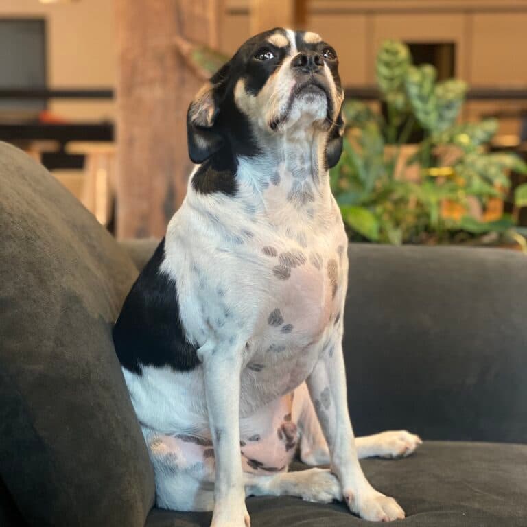 Reggie